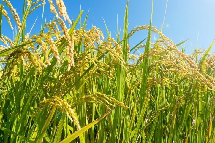 Inscrições para o Selo Ambiental do IRGA estão prorrogadas até dia 7 de&nbsp;novembro