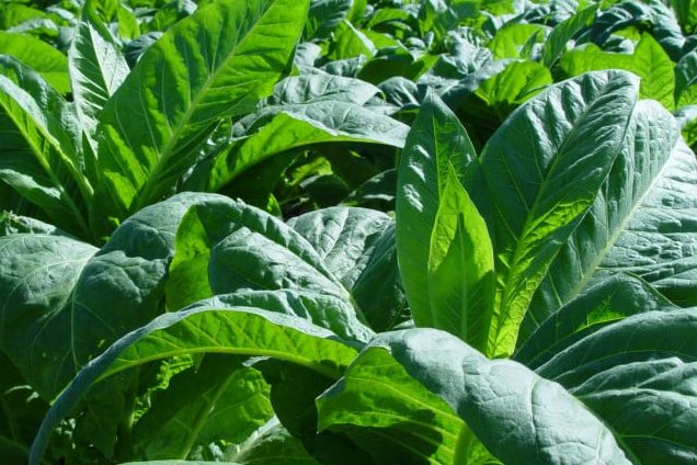 Futuro Incerto: Posicionamento do MDA sobre a COP-11 da OMS Liga Alerta para 150 Mil Famílias&nbsp;Fumicultoras