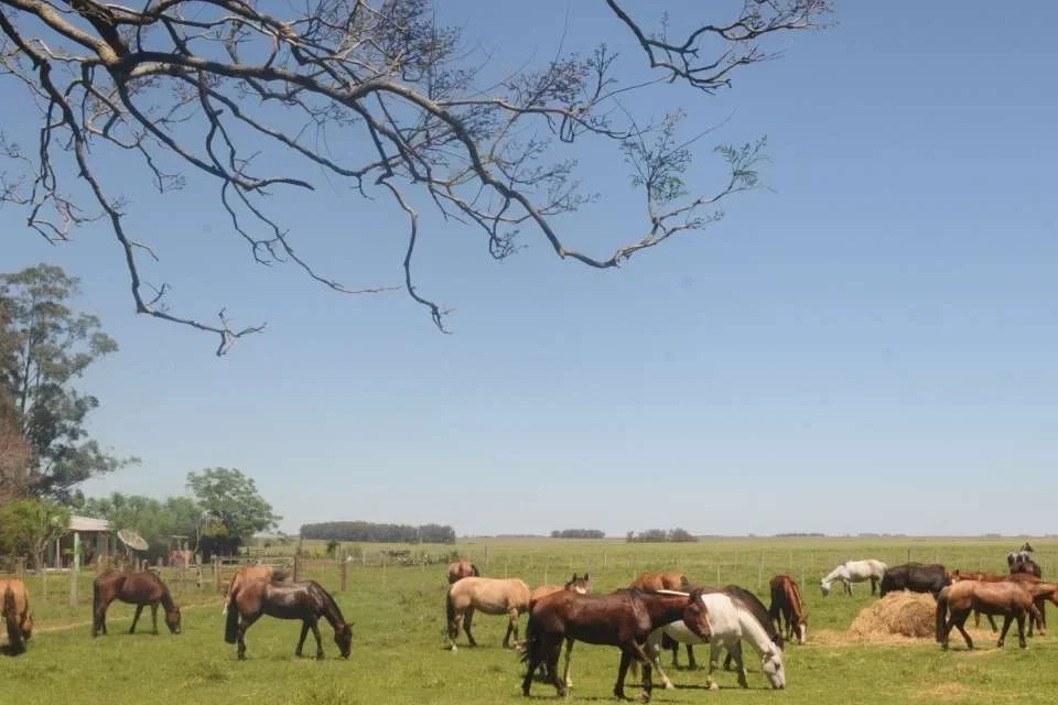 Criação de novas Unidades de Conservação no Pampa gaúcho gera impasse e Senado cobra explicações sobre impactos&nbsp;econômicos